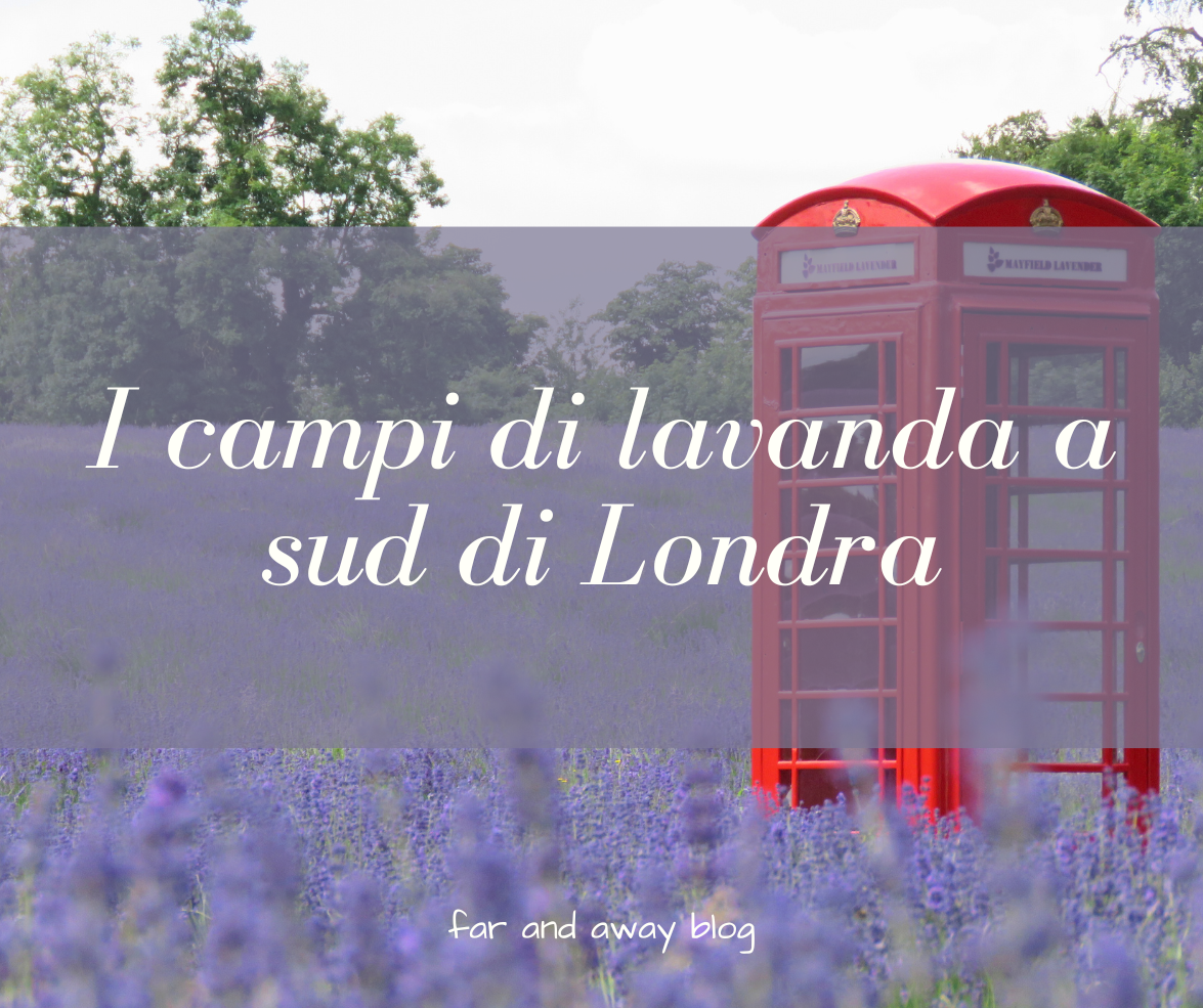 campi di lavanda a londra dove vederli
