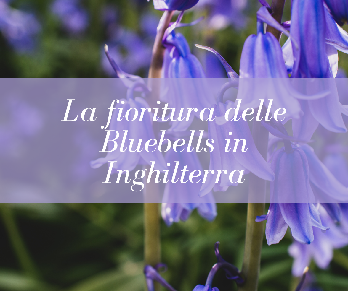 Bluebells in Inghilterra