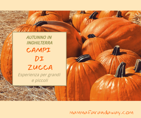 campi di zucca in inghilterra