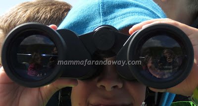 Foche in Inghilterra