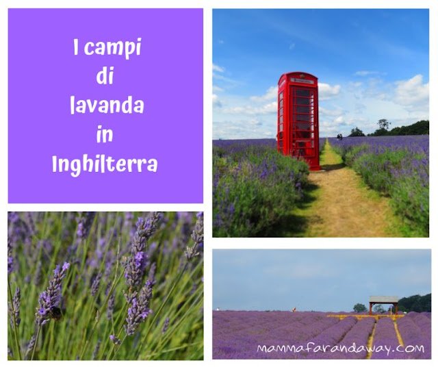 campi di lavanda in inghilterra