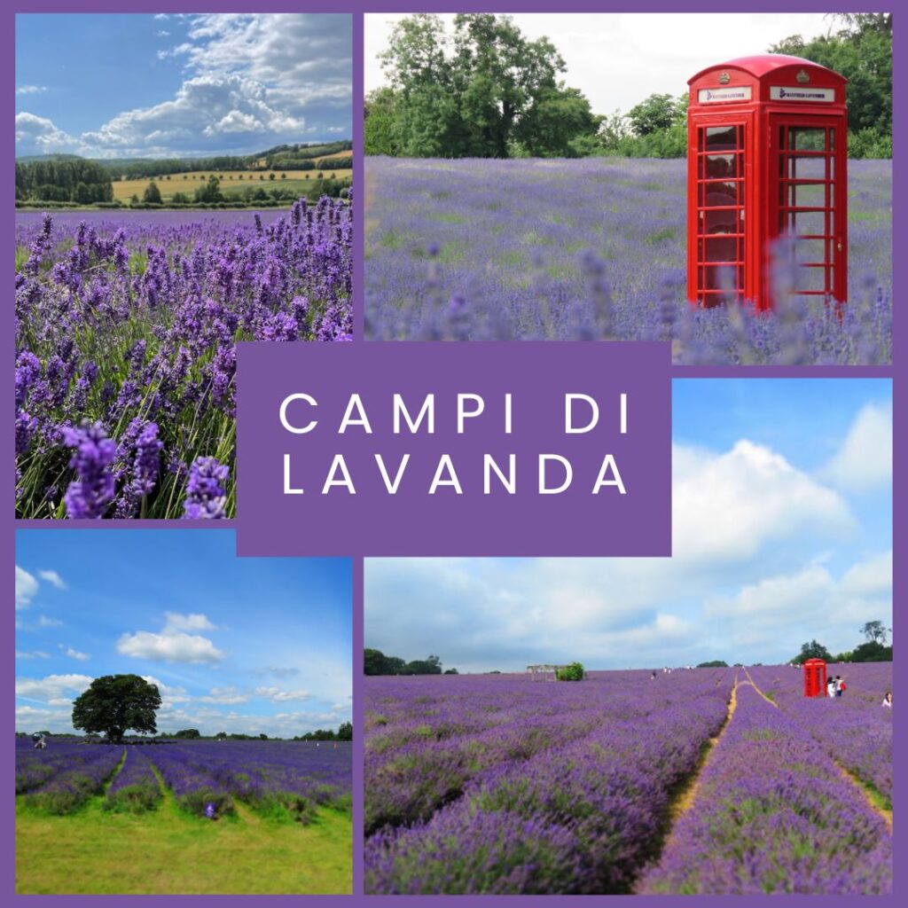 campi di lavanda in inghilterra