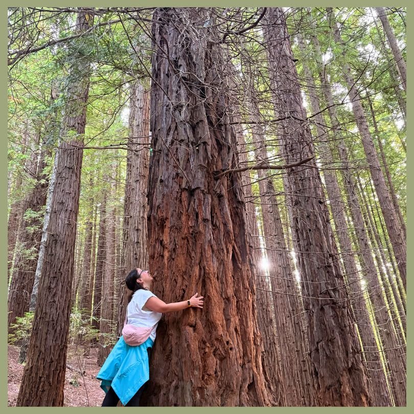 foresta di sequoie spagna