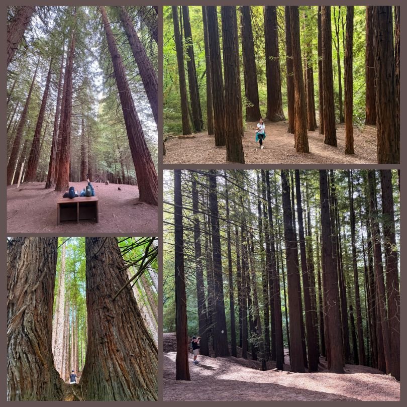 sequoie in spagna
